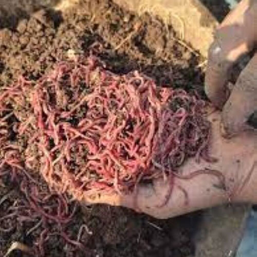 Earthworm Compost Fertilizer - Application: Agriculture