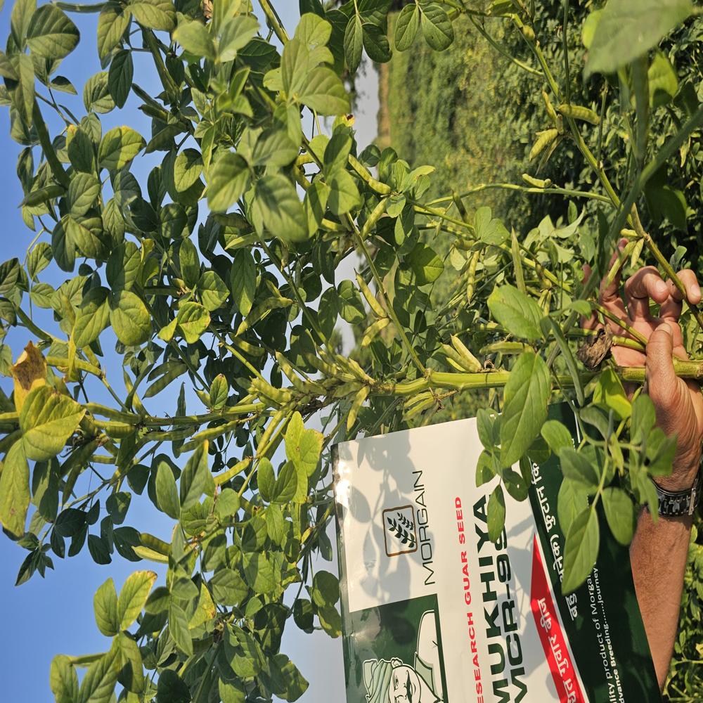 Mukhiya MCR-995 Guar Seed