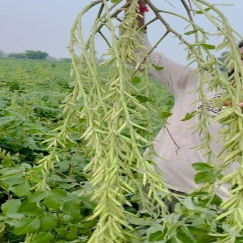 Mukhiya MCR-995 Guar Seed