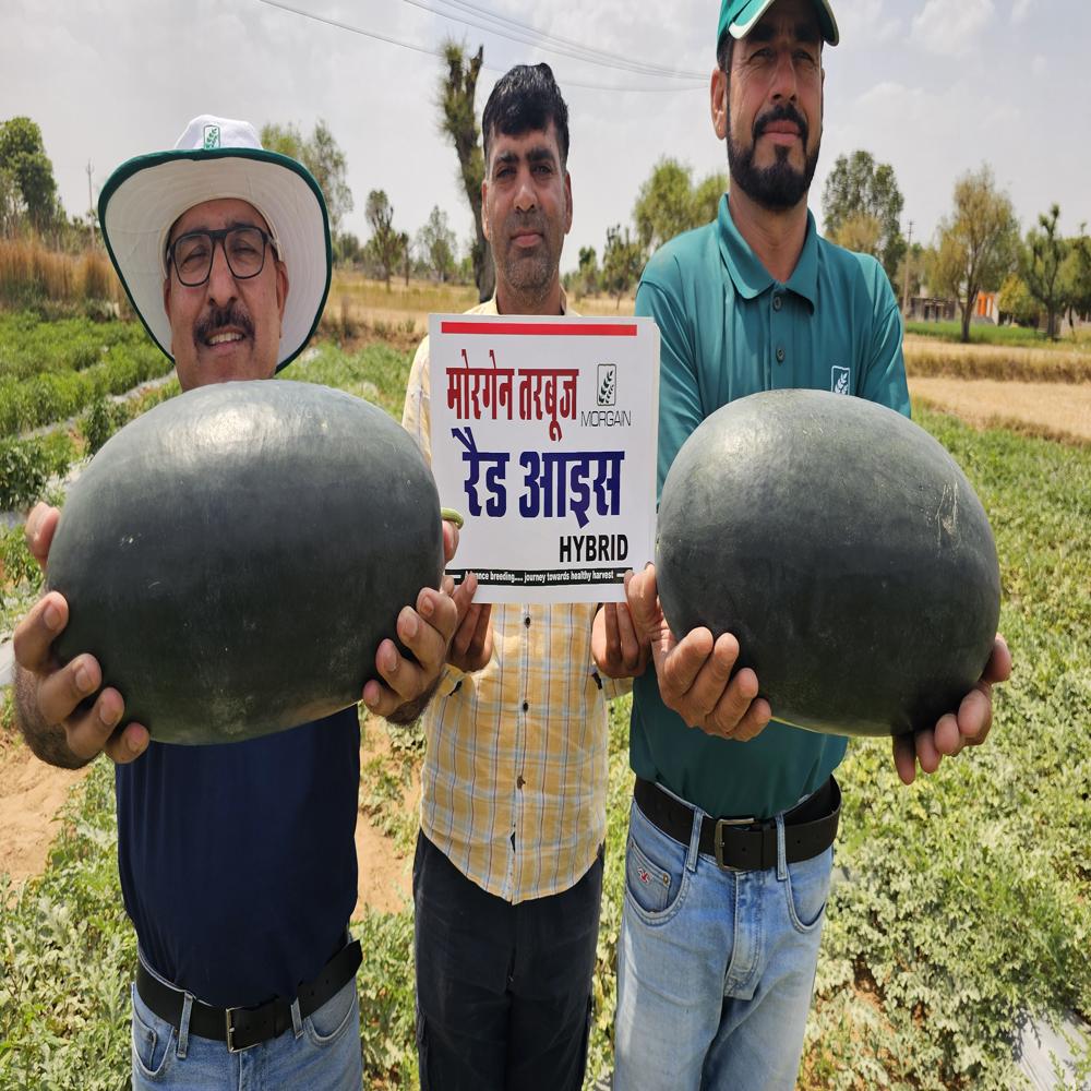 Red Ice Mwh-55 F1 Watermelon Hybrid Seeds - Grade: Premium