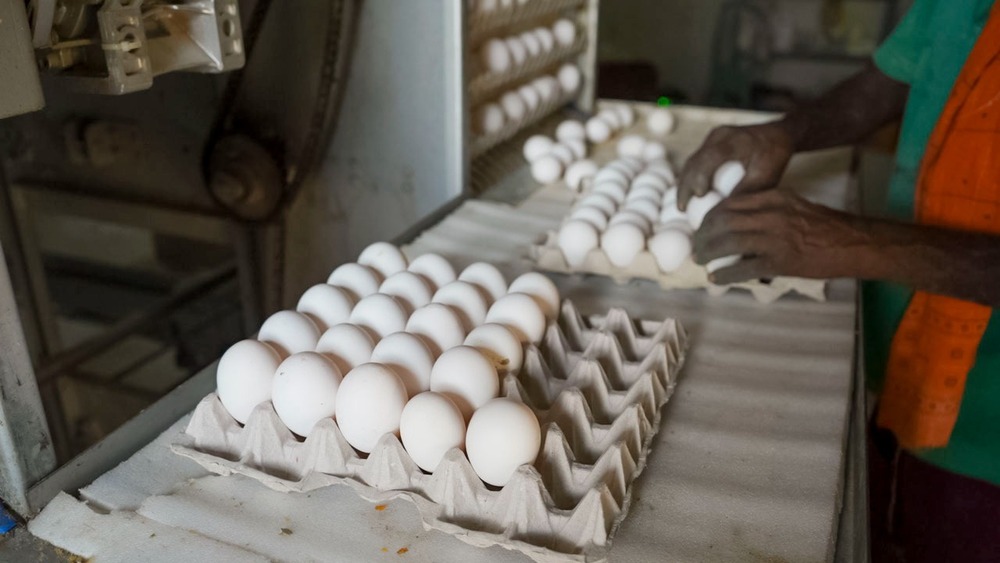 Poultry Egg Collection System - Color: Gray