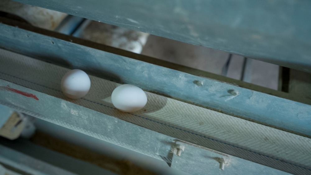 Poultry Egg Collection System - Color: Gray