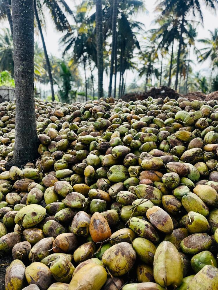 Natural Coconut - Color: Green