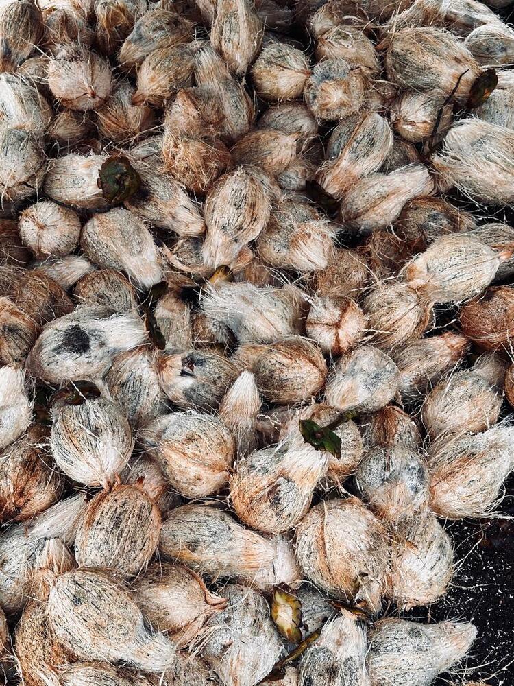 Virgin Coconut - Color: Brown