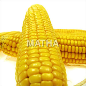 मकई