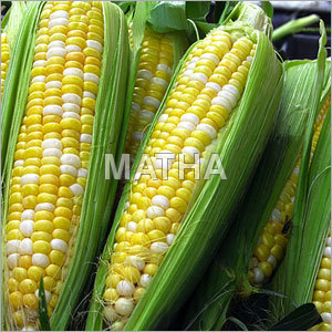 Corn