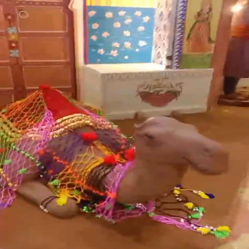 Camel Statue - Application: Decoration