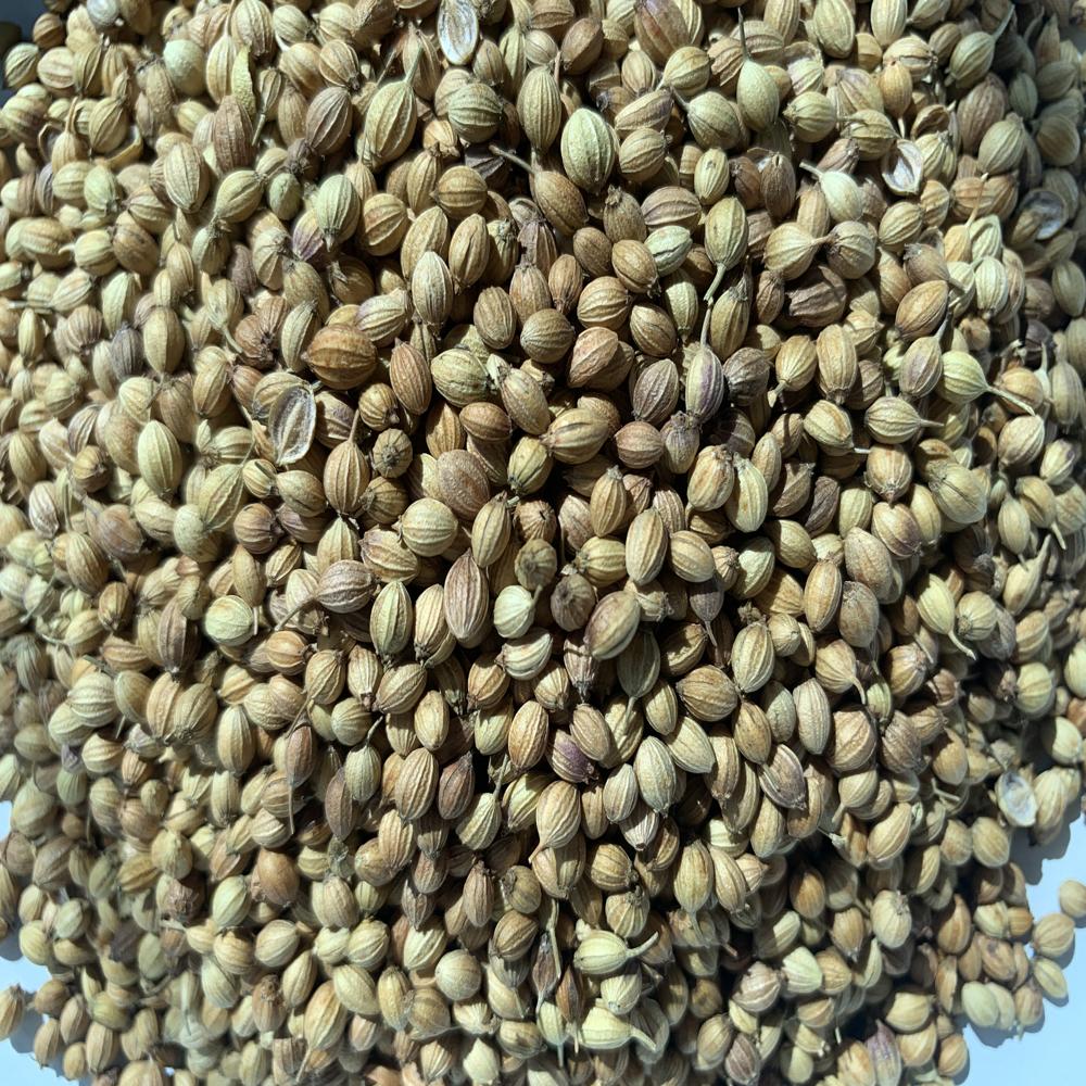 Best Organic Coriander Seeds