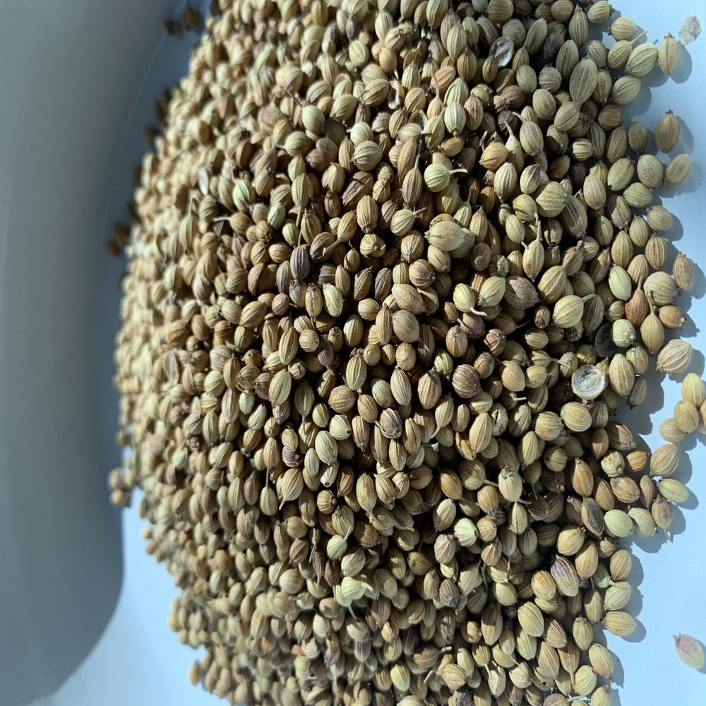 Best organic corriender seeds