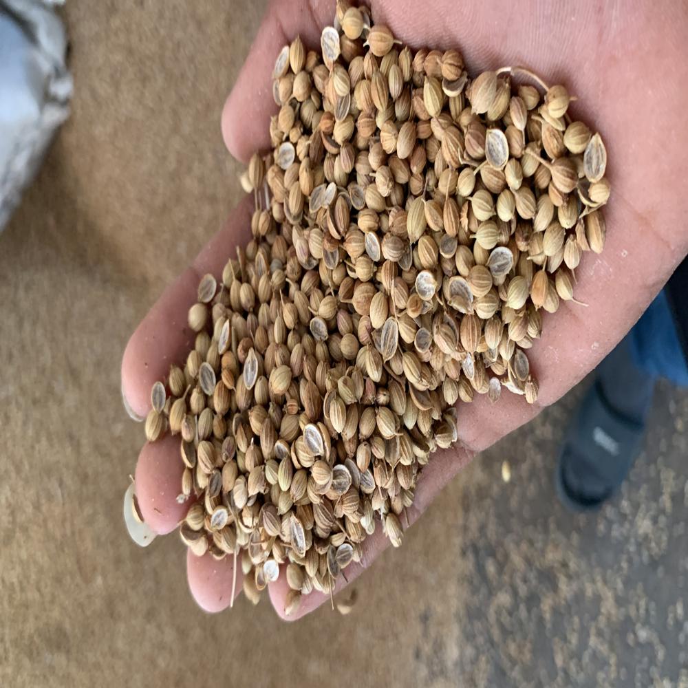 Best organic corriender seeds