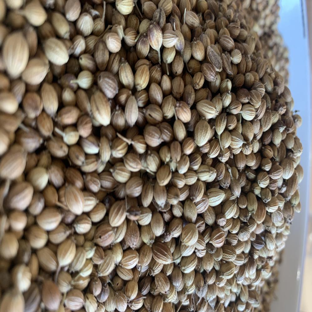 Best organic corriender seeds