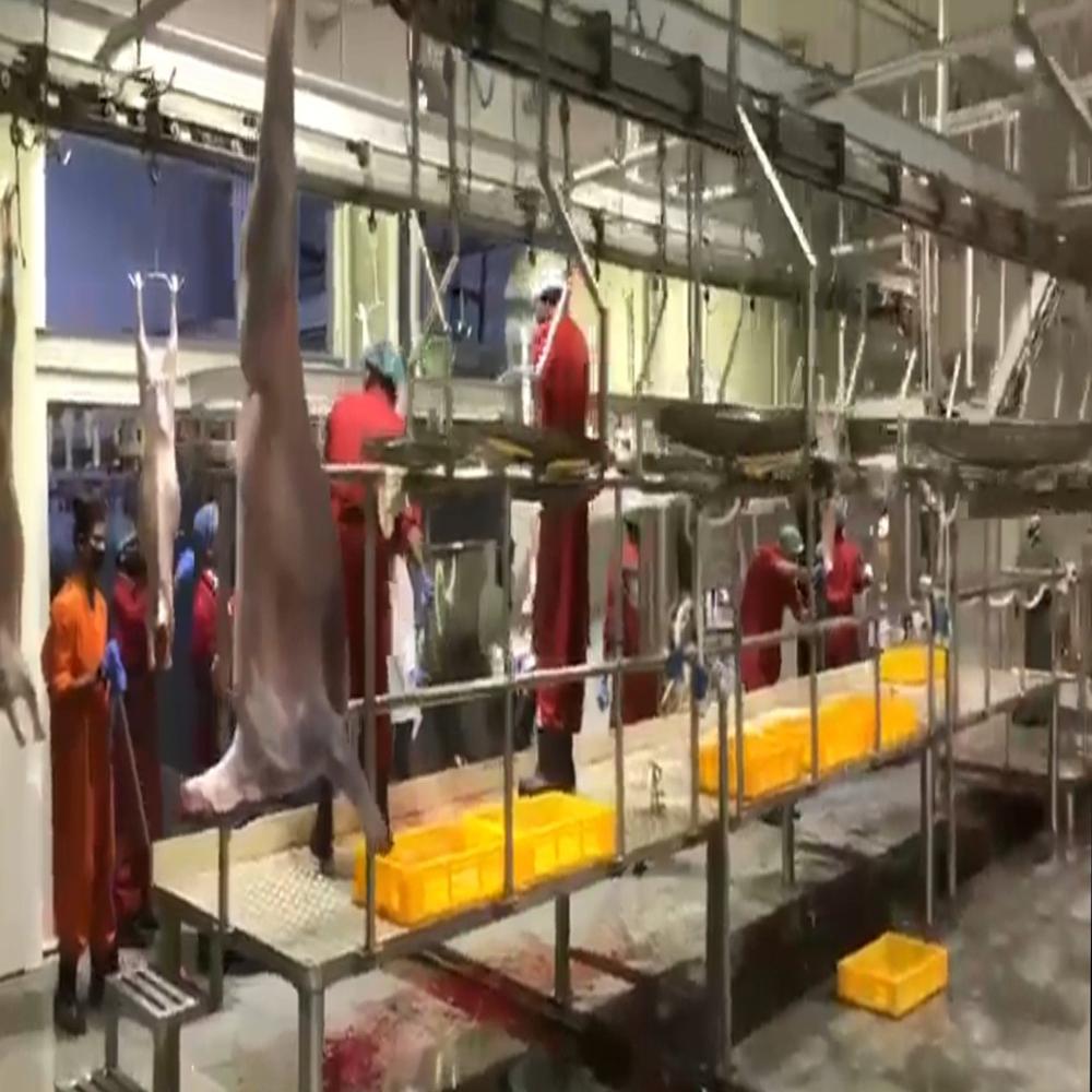 slaughter house for sheep