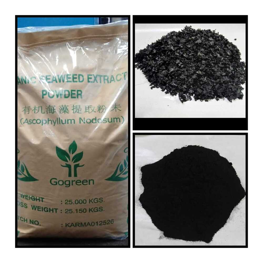 Seaweed Extract Powder