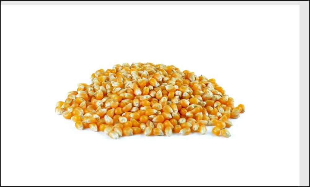Maize Seed - Color: Yellow / Pale Yellow (May Vary Slightly By Variety)