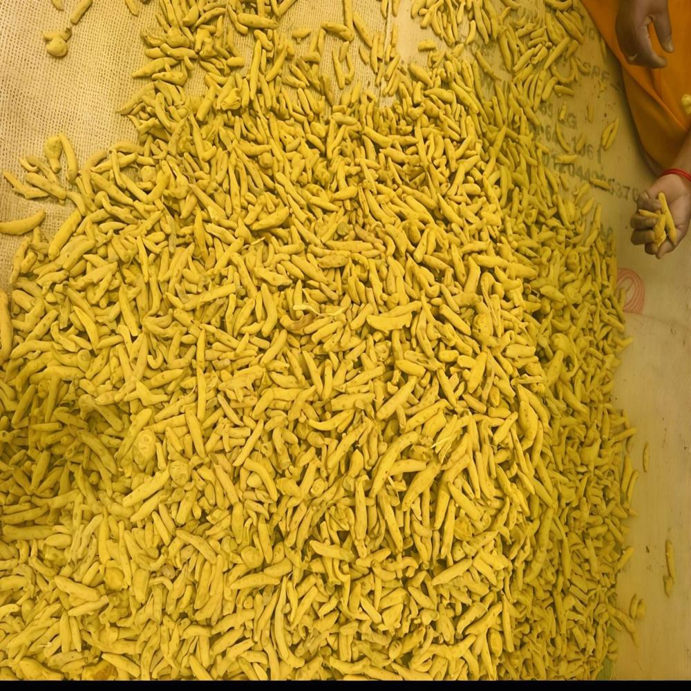 Turmeric Finger - Purity 99%, Moisture <10% | Vibrant Yellow, Earthy Flavor, Ideal For Cooking, Ayurvedic Remedies, And Dye Manufacturing