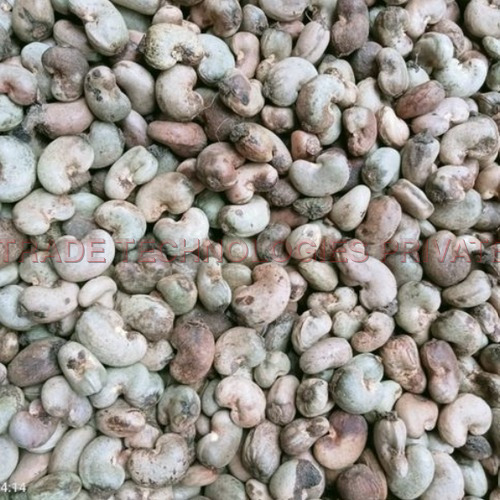Raw Cashew Nuts (RCN) (GUNIA BISSUA)