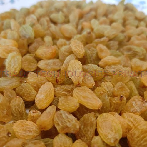 Indian Raisin Kishmish Round  - Classic (Round) New Crop