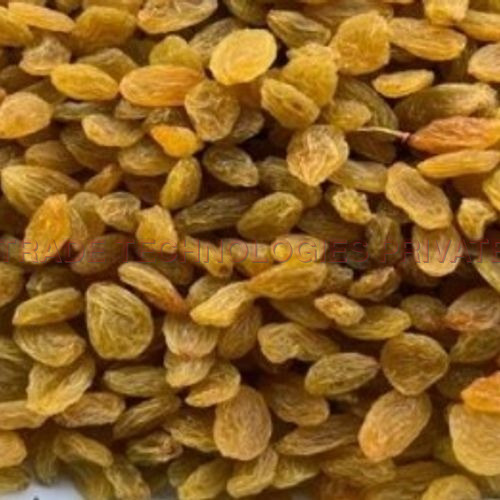 Indian Round Golden Raisins (Best Quality)
