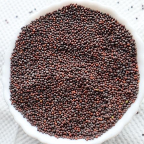 Black Mustard - Micro (New Crop)