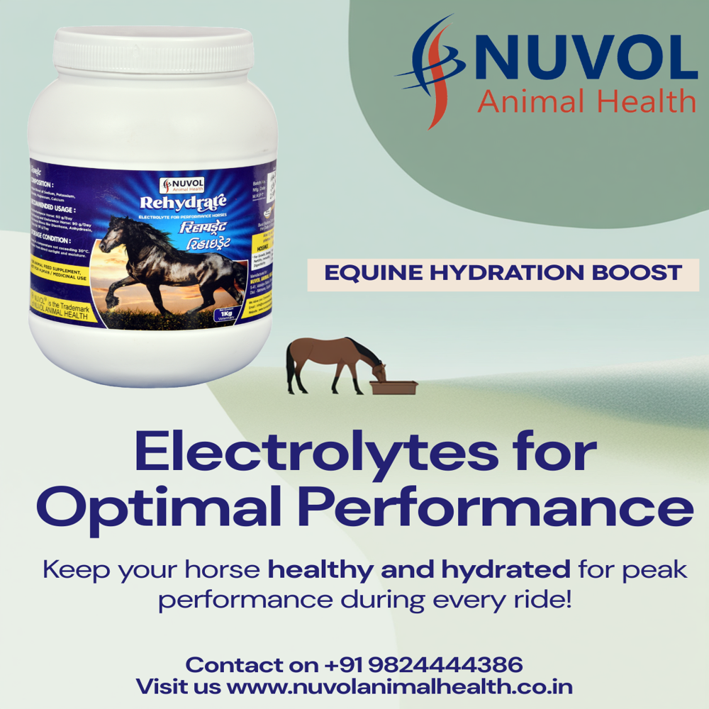 Powder 1 Kg Rehydrate Racing Horse Supplement