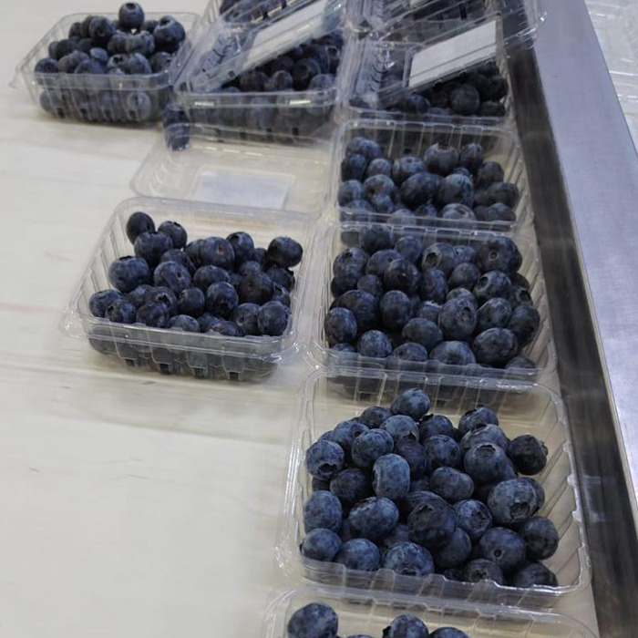 Fram Pick Blueberries - Color: Natural