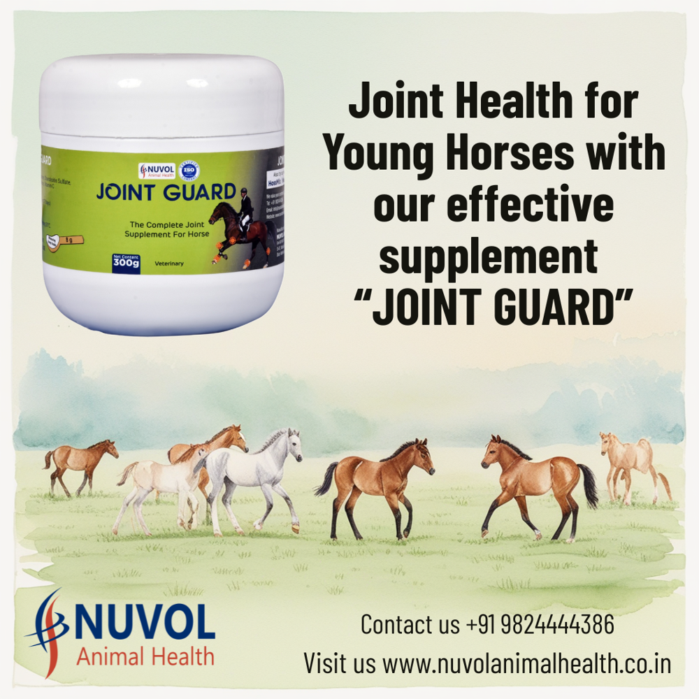 Joint Guard Joint Supplement For Horse