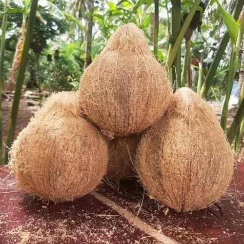 Semi Husked Coconut - Color: Brown (Husk) / White (Shell)