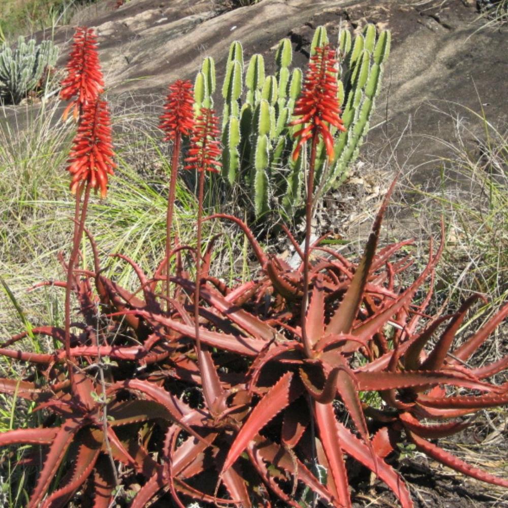 Nutricio Red Aloe Vera Juice 1000ml | Ayurvedic Wellness Drink Made With Rare Aloe Cameronii - Age Group: For Adults