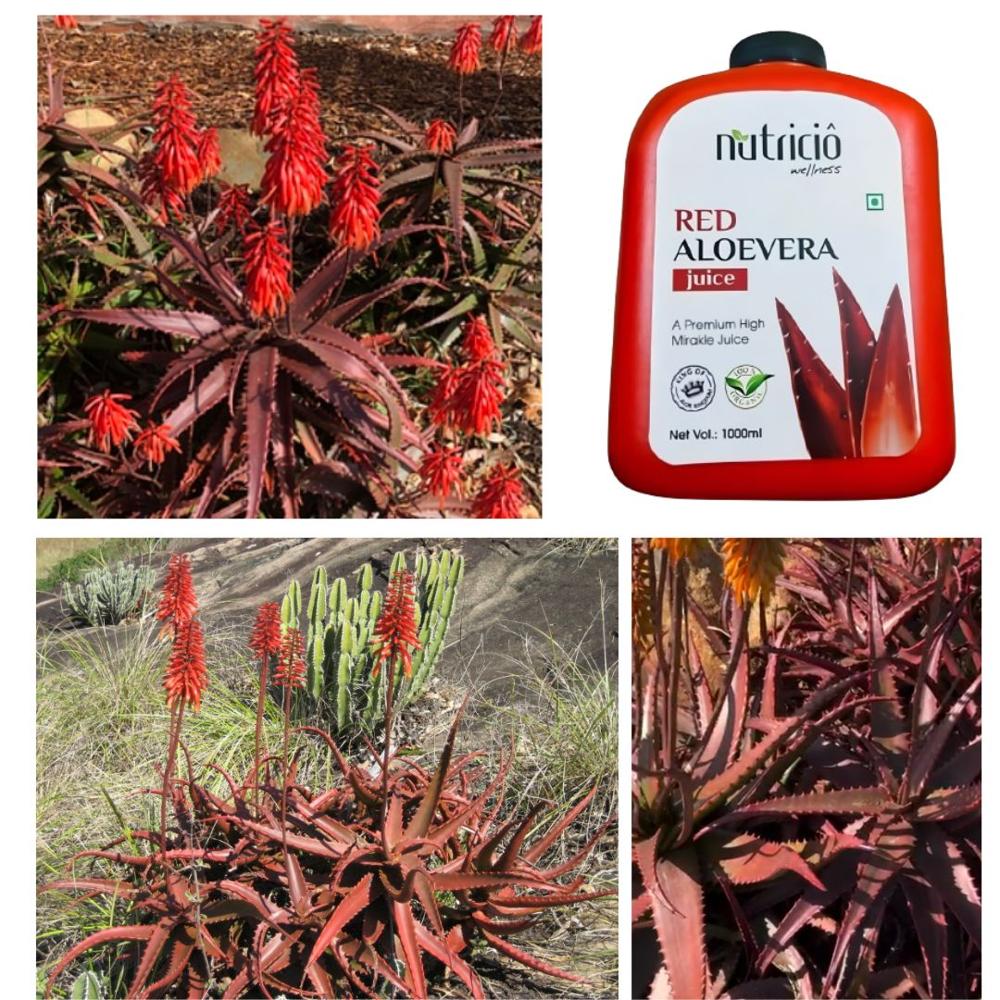 Nutricio Red Aloe Vera Juice 1000ml | Ayurvedic Wellness Drink Made With Rare Aloe Cameronii