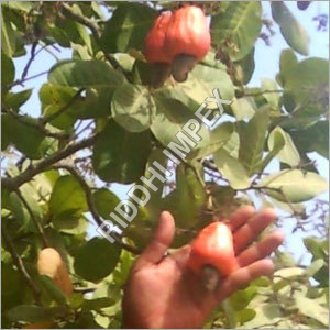 कच्चे ऑर्गेनिक काजू