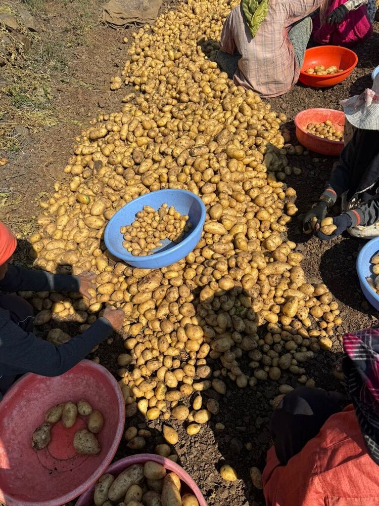 Fresh Potato - Moisture (%): 80 %