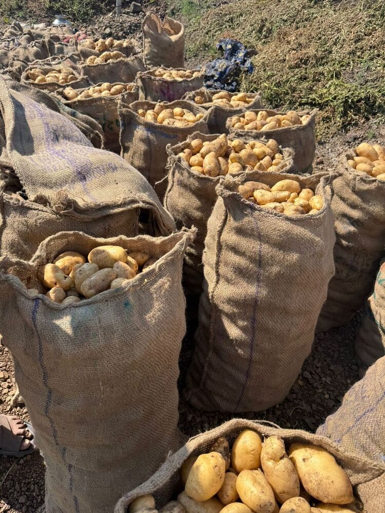 Fresh 1011 Potato - Moisture (%): 80 %