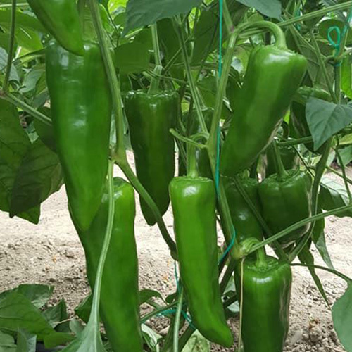 BR 40 F1 Achari Chilli