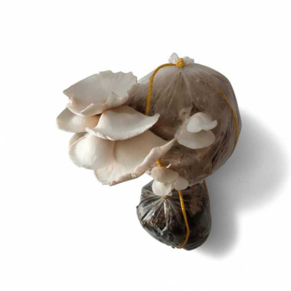 Organic Rar Mushroom - Color: Brown Or Light Brown