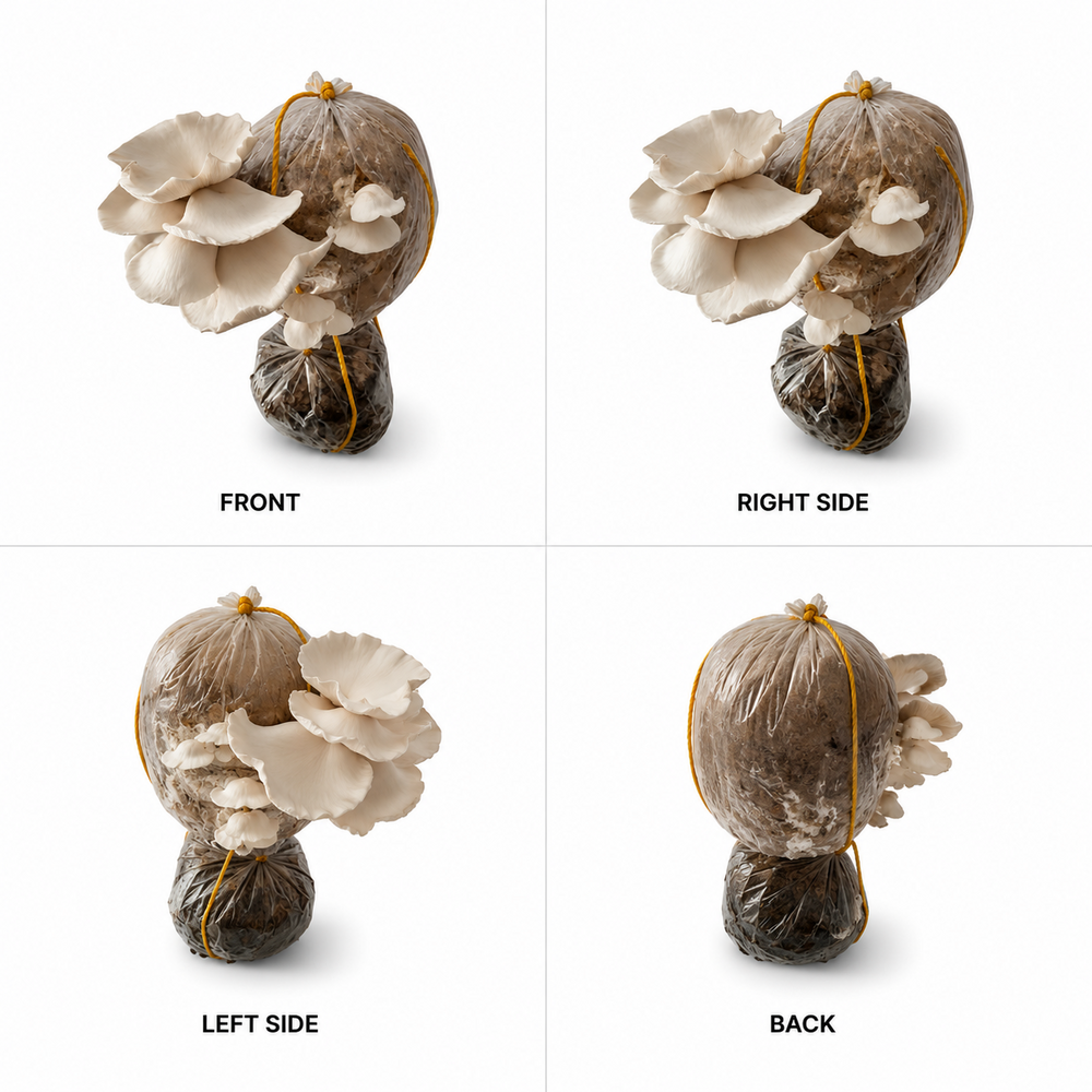 Organic Rar Mushroom - Color: Brown Or Light Brown