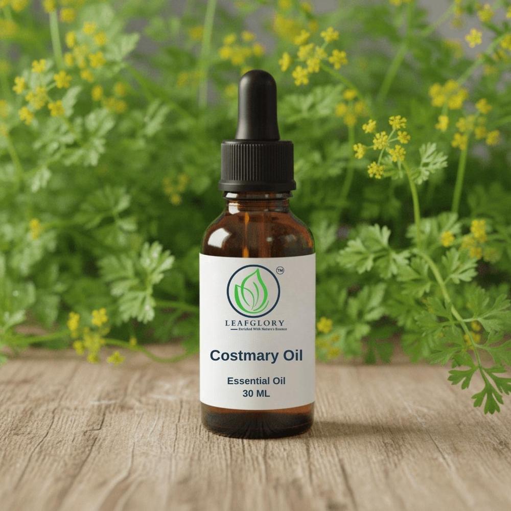 Costmary Essential Oil (Tanacetum balsamita Oil) 100% Pure & Natural Herbal Aromatic Oil for Perfumery, Cosmetics & Aromatherapy | Wholesale Manufacturer & Exporter From India | Leafglory