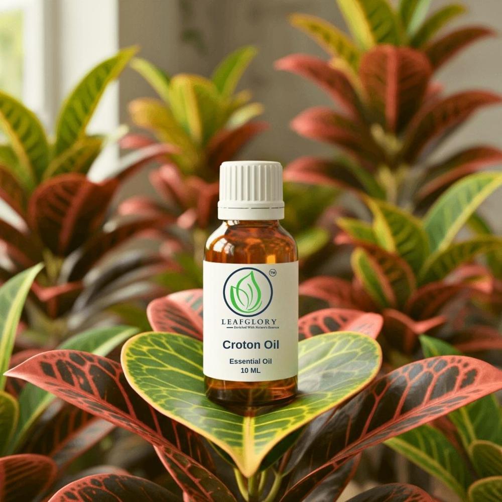 Croton Oil (Croton tiglium Oil)  Pure Natural Croton Seed Oil (Jamalgota Oil)| Manufacturer & Exporter | Leafglory