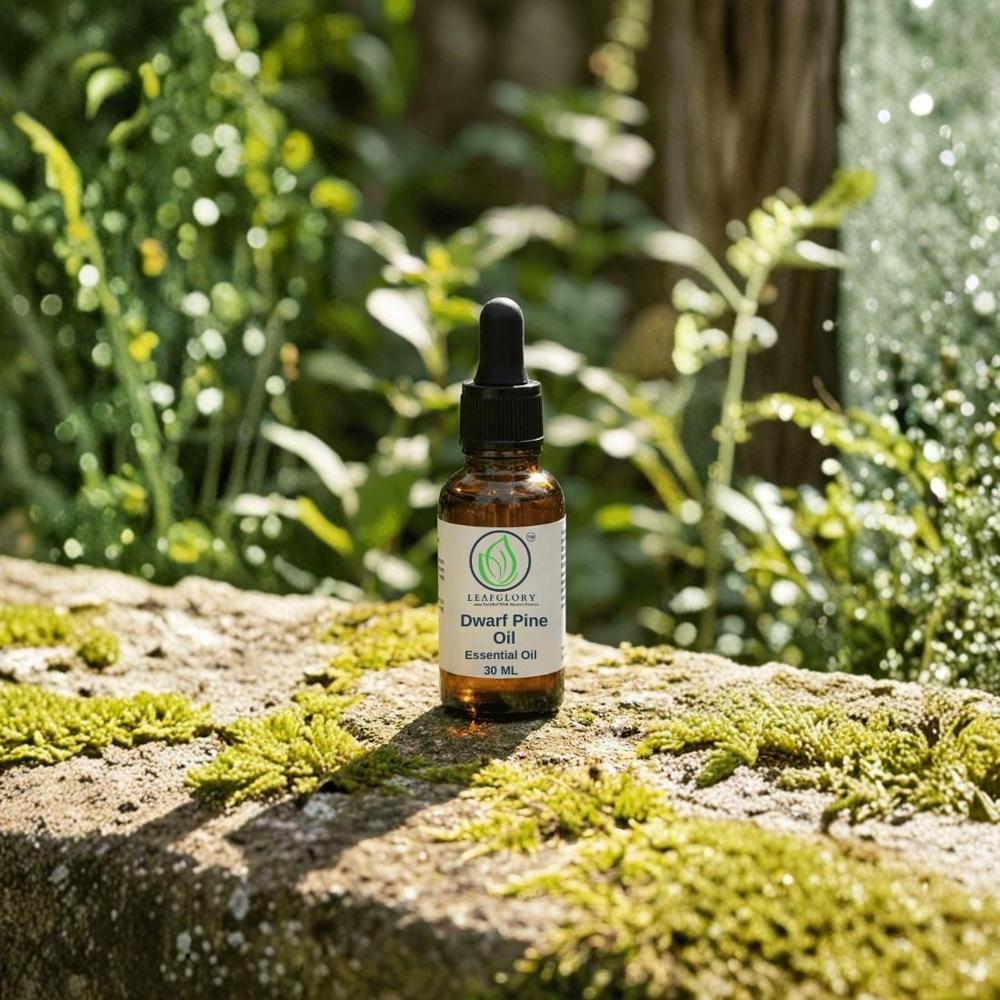 Dwarf Pine Oil (Pinus mugo Essential Oil) Pure & Natural Conifer Oil for Cosmetics, Inhalation & Aromatherapy | Manufacturer & Exporter | Leafglory