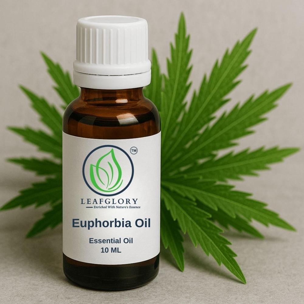 Euphorbia Oil / Euphorbia Resin Oil & Euphorbia Seed Oil/Euphorbia Lathyris/Hirta Seed Oil | Natural Specialty Oil for Industrial & Technical Applications | Manufacturer & Exporter | Leafglory