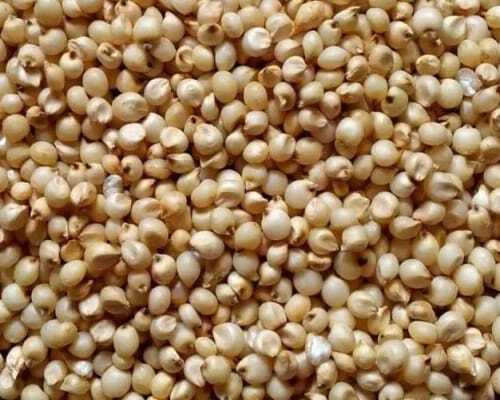 Jowar Millet - Origin: India