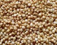 Jowar Millet - Origin: India