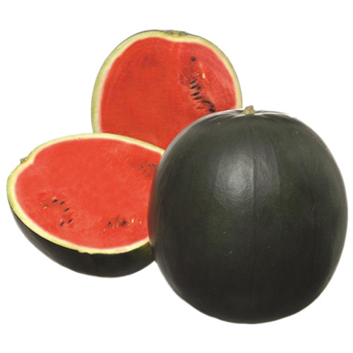 Black Queen F1 Watermelon