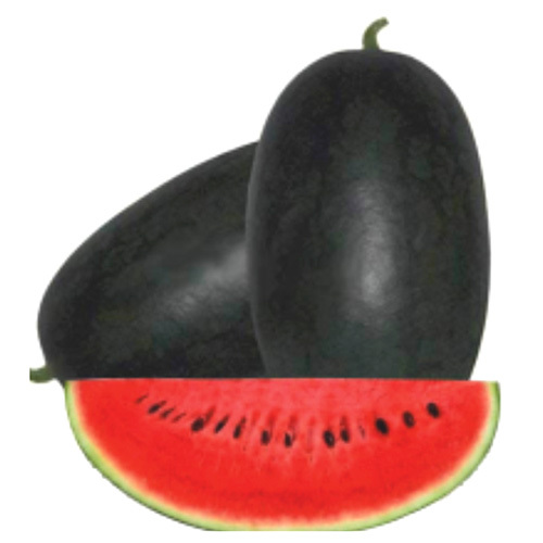 BR-Arjun F1  Watermelon