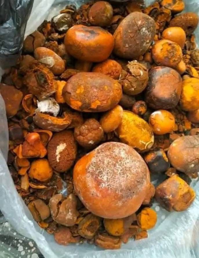 Dried Natural Cow Ox Gallstones | Cattle Gallstones for Sale