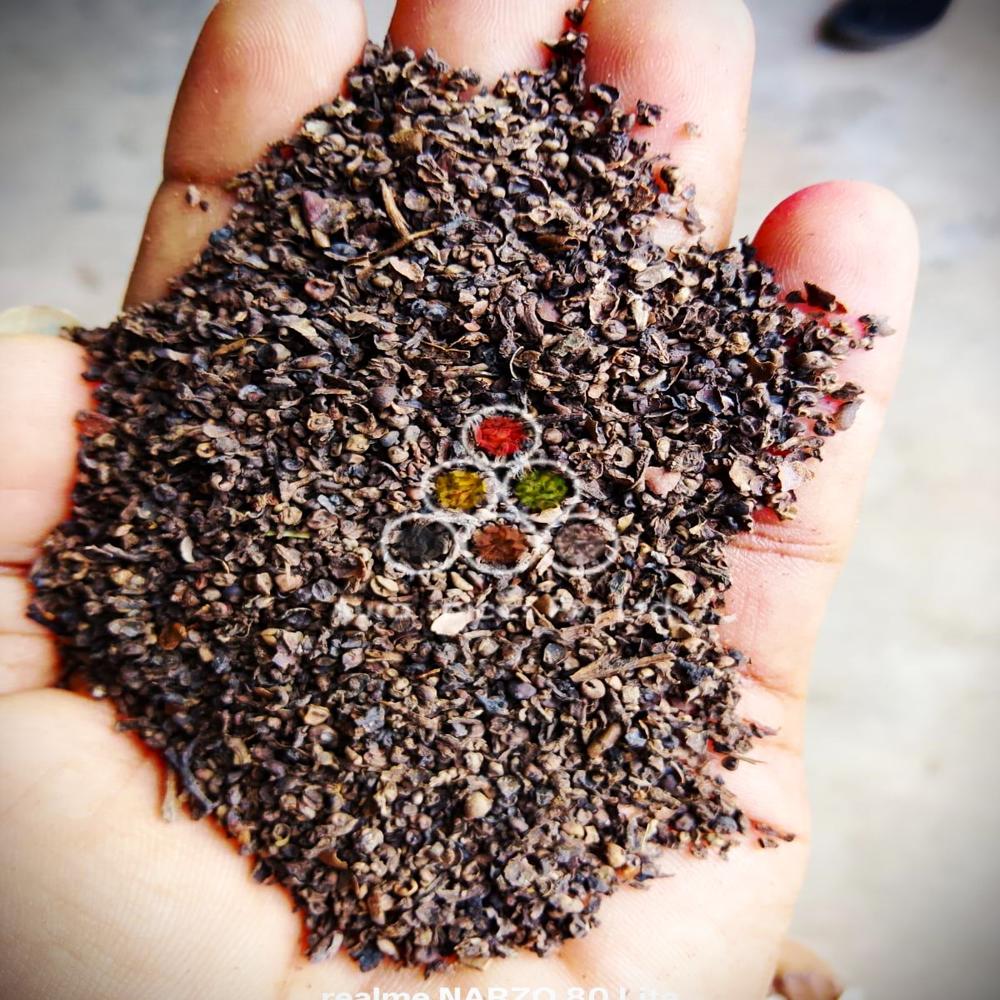 BLACK PEPPER PINHEAD