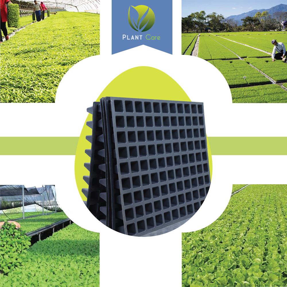 99 Cell Seed Tray - Dimension (L*w*h): 54x24x5 Centimeter (Cm)
