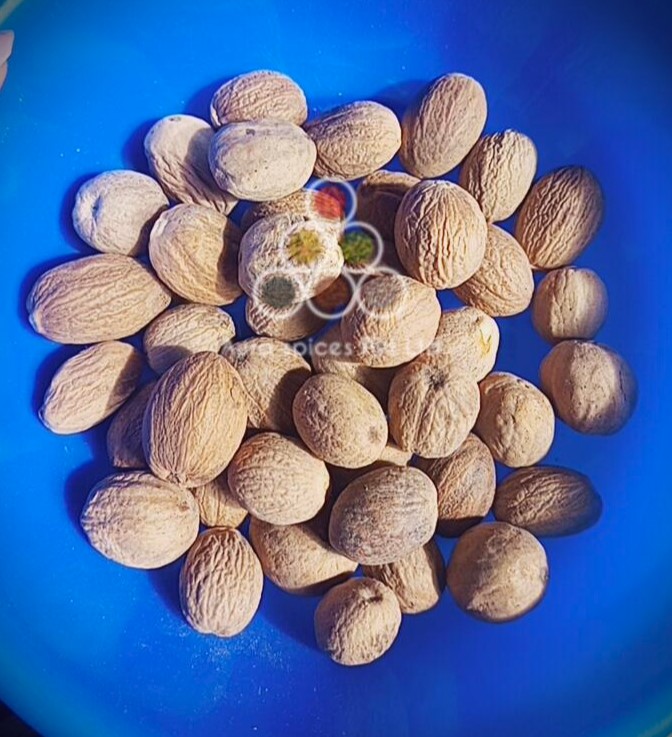 Nutmeg Tiger
