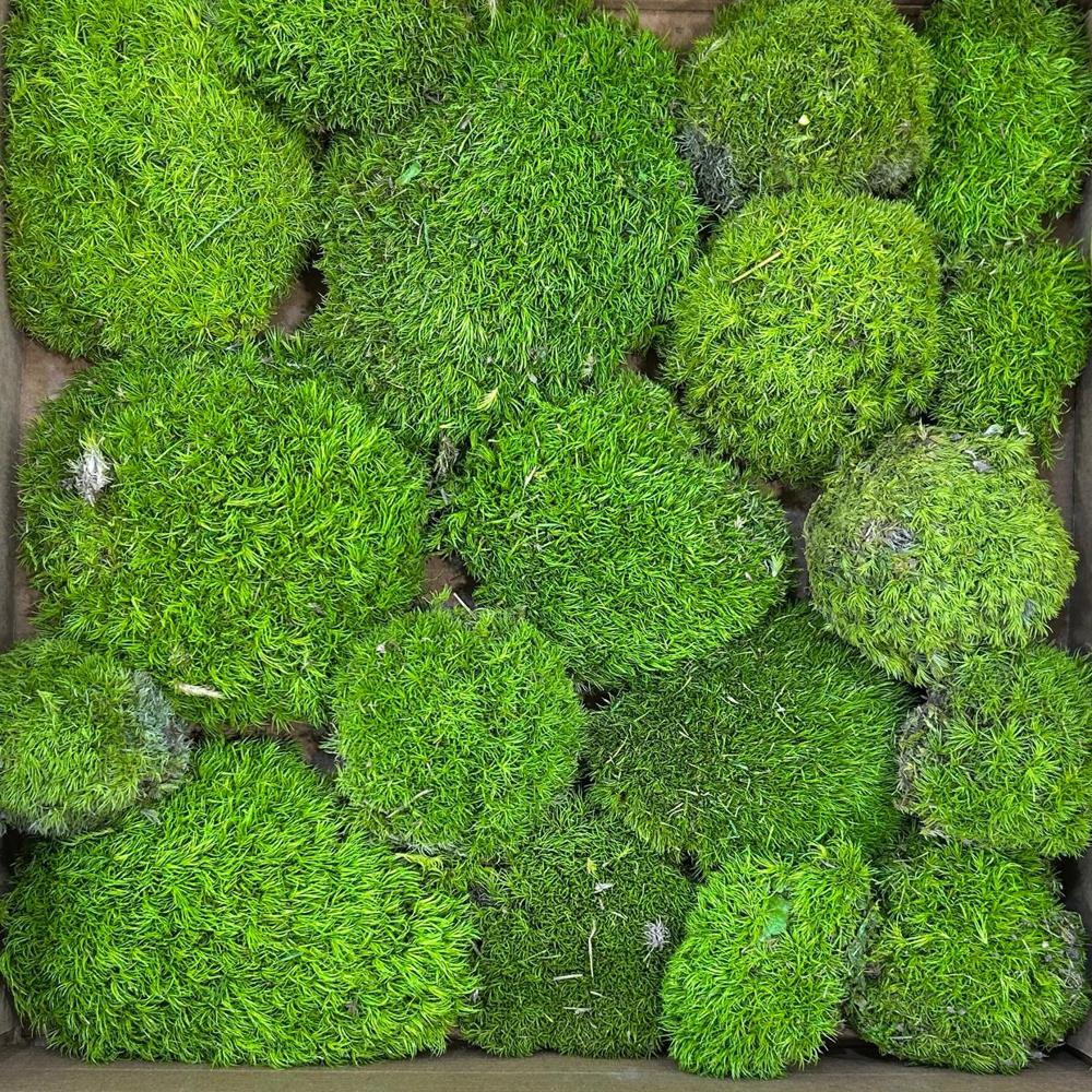 Lushvibes Natural Bun Moss