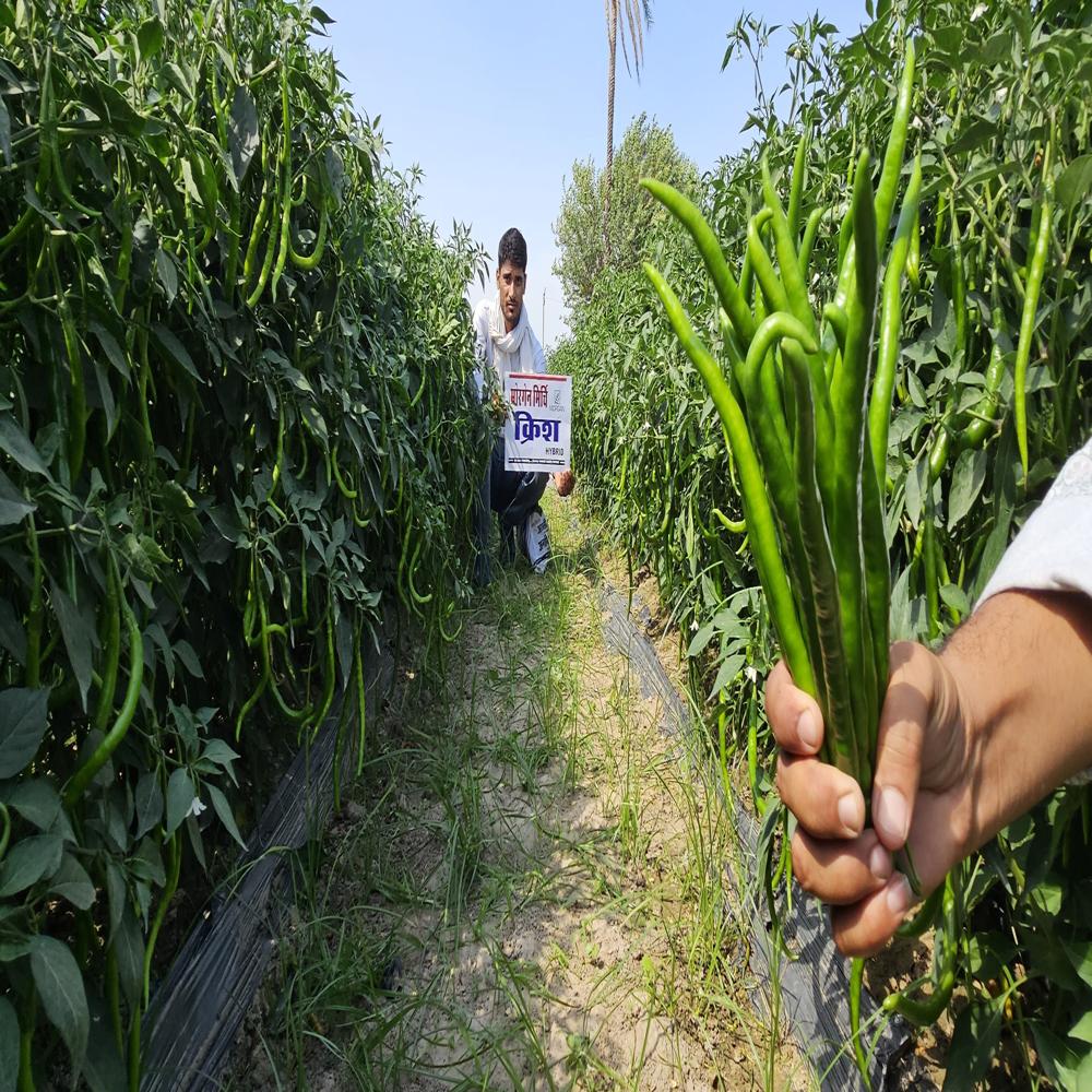 Krish MCH-27 F1 Chilli Hybrid Seeds