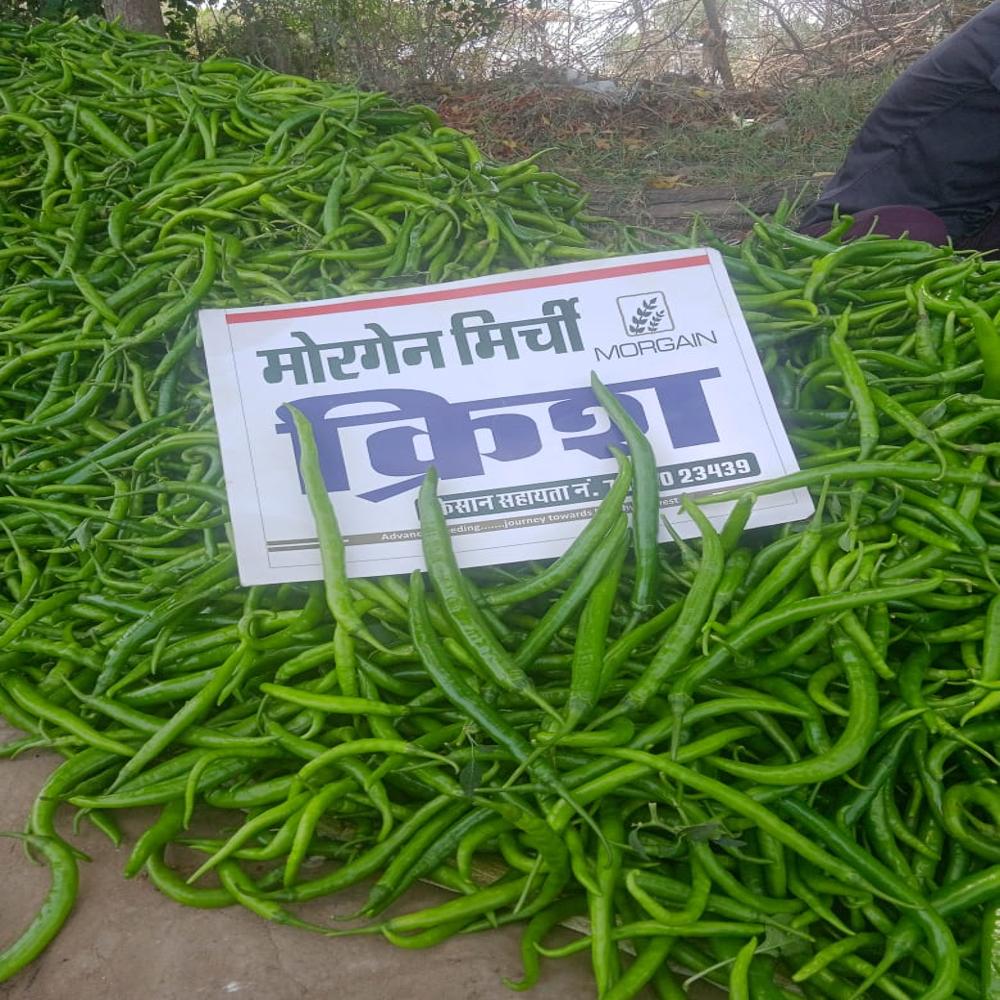 Krish MCH-27 F1 Chilli Hybrid Seeds